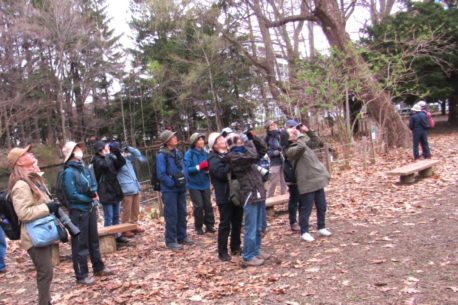 幹に止まったアカゲラ（オス）を観察中