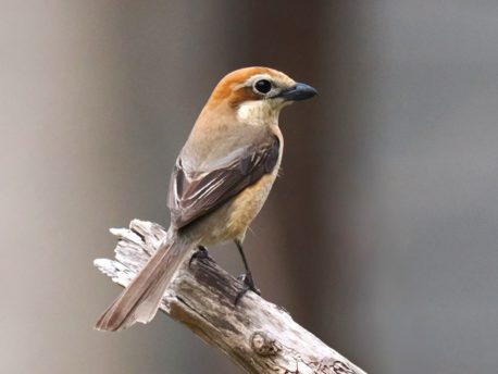 モズ(メス)円山公園 2026年4月10日 樺沢正史さん撮影