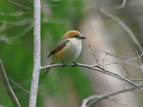モズ（オス）　樺沢正史さん撮影