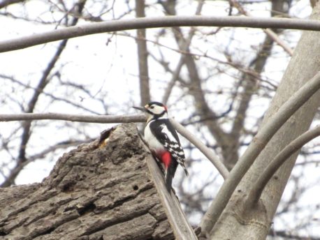 主役はアカゲラ