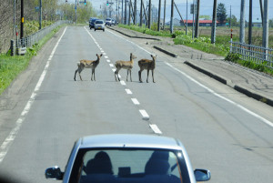 道路の鹿