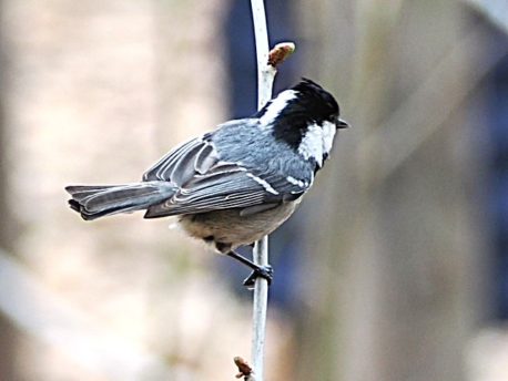 ヒガラ　撮影：水間さん
