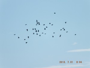 何羽ものアオバトの群れが頭上を超え吸水に降りる