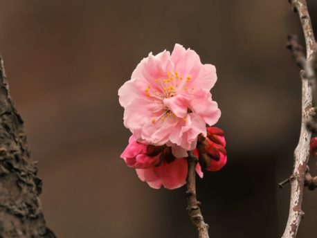 梅の花一輪　樺沢正史さん撮影
