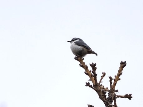 ゴジュウカラ　撮影者：水間さん