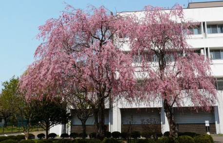 見事！情報基盤センター前の桜です