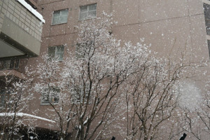 薄日と雪降り (2)