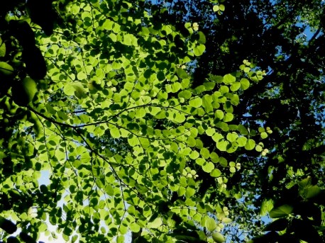 新緑のカツラの葉と6月陽射しが心地良い