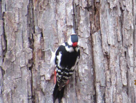 アカゲラ（オス）