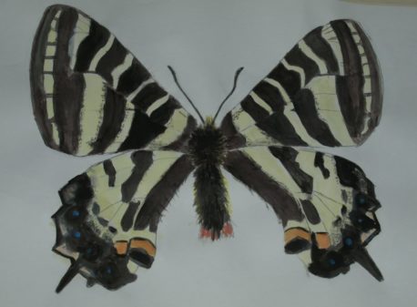 エゾヒメギフチョウ