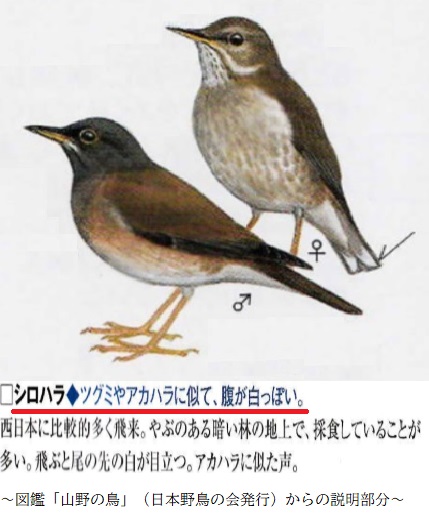 日本野鳥の会 札幌支部 19 10月