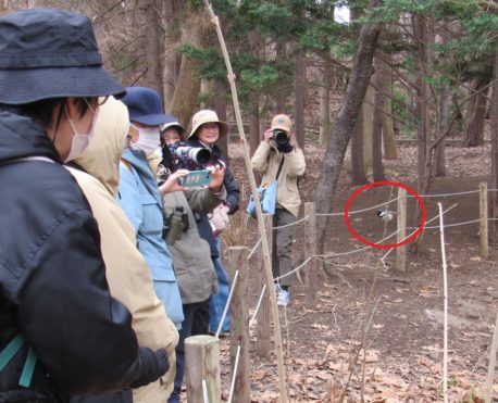 目の前に来たヒガラ