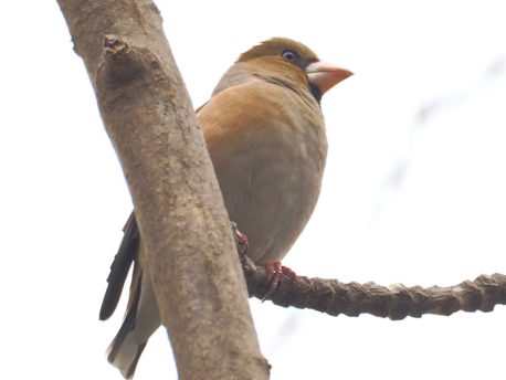 シメ 円山公園 2026年4月10日樺沢正史さん撮影