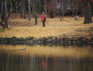 秋の菖蒲池