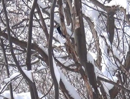 アカゲラ　オス　