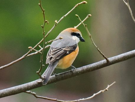 モズ(オス) 円山公園 2026年4月10日 樺沢正史さん撮影