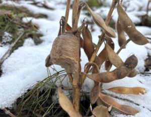 カマキリの卵嚢