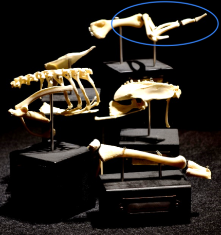 フライドチキンから作った骨格標本　⻘枠内がウイング(手羽)
