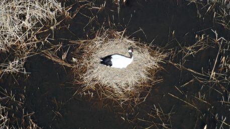 タンチョウの巣（風力発電施設建設計画がある浜厚真の湿地、2021年5月）