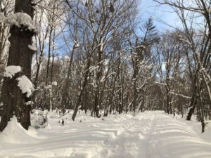 冬の野幌森林公園